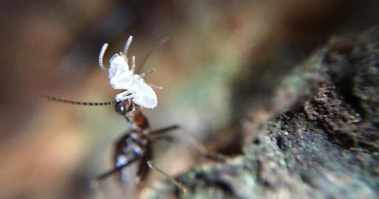 guide de reference sur la taille des fourmis de maison odorante