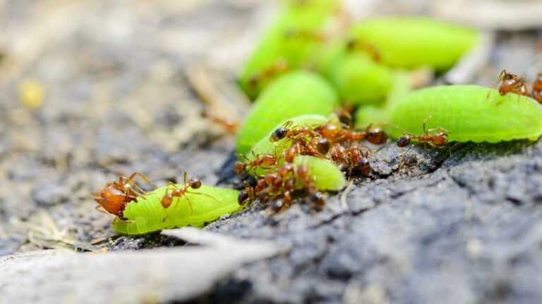 guide didentification des fourmis comment reconnaitre et eliminer ces nuisibles