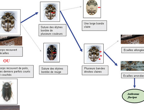 guide didentification des ravageurs comment reconnaitre et lutter contre les nuisibles