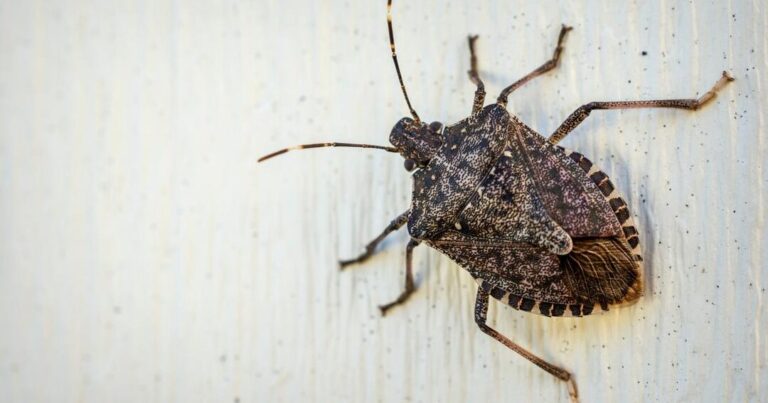 guide pour eliminer les bugs puants efficacement