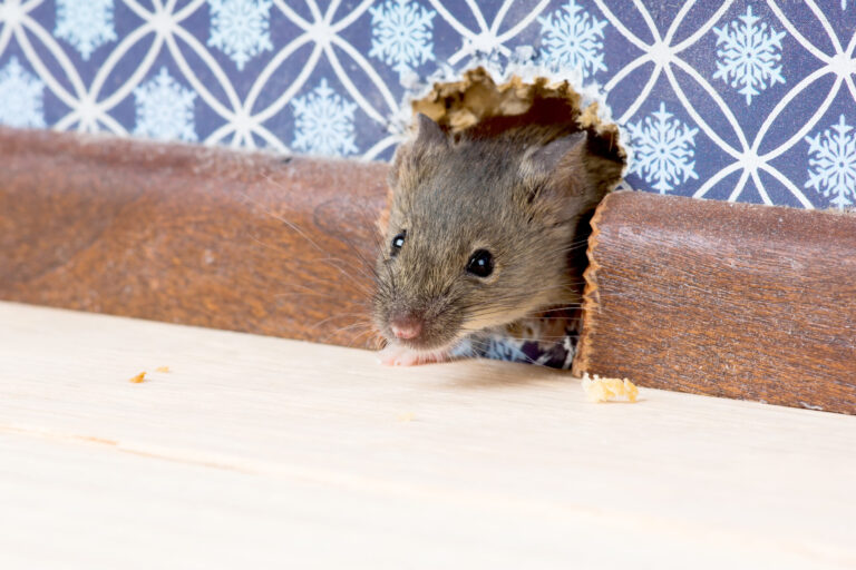 guide pratique comment attraper un rat dans votre maison de maniere efficace