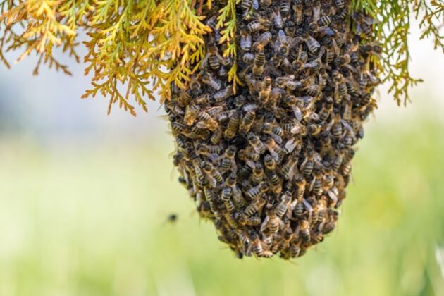 guide pratique pour attirer et elever des abeilles charpentieres avec succes