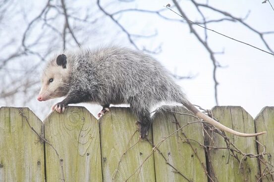guide pratique pour eliminer efficacement un opossum