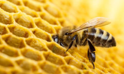 guide-pratique-pour-eliminer-les-abeilles-indesirables