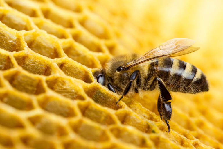 guide pratique pour eliminer les abeilles indesirables