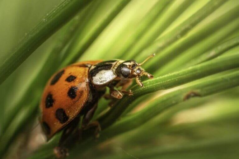 guide pratique pour eliminer les araignees naturellement conseils efficaces