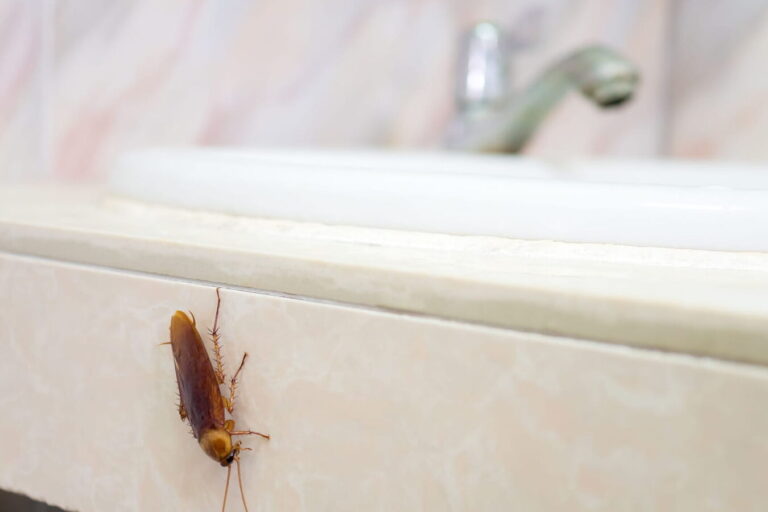 guide pratique pour eliminer les charancons dans votre chambre