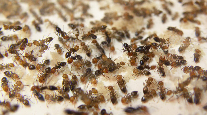 guide pratique pour eliminer les fourmis dans votre appartement