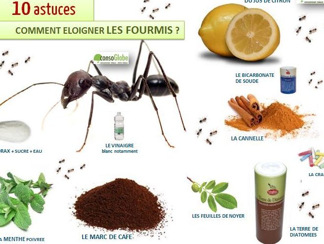 guide pratique pour eliminer les fourmis de la chaussee