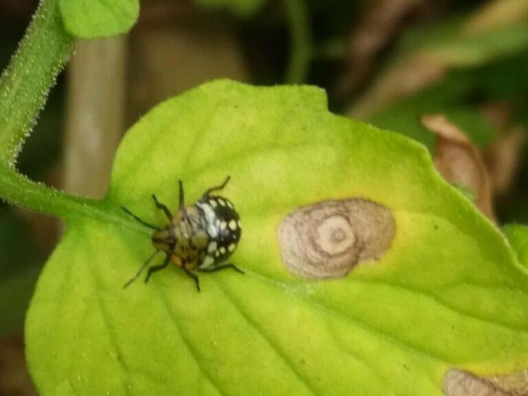 guide pratique pour eliminer les fourmis des lits de paillis