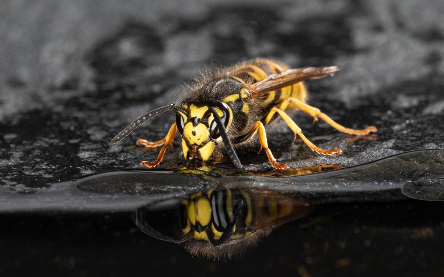 guide pratique pour eliminer les frelons conseils anti nuisibles