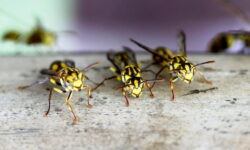 guide-pratique-pour-eliminer-les-guepes-a-linterieur-astuces-efficaces