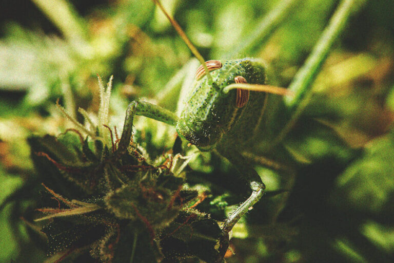 guide pratique pour eliminer les insectes deau dans la maison