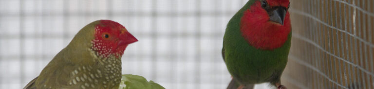 guide pratique pour eliminer les oiseaux indesirables