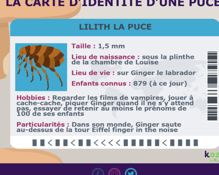 guide pratique pour eliminer les puces rapidement et efficacement