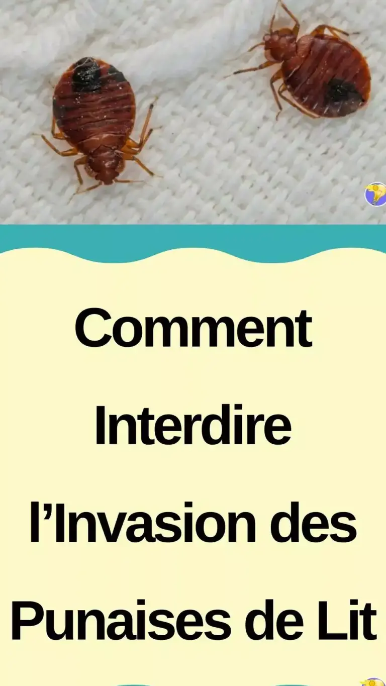 guide pratique pour eliminer les punaises de lit astuces de bricolage