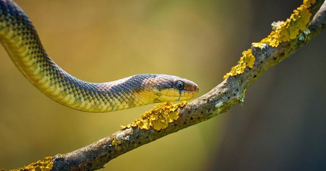 guide pratique pour eliminer les serpents de votre cour de maniere efficace