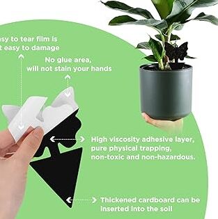 guide pratique pour eliminer les whiteflies rapidement