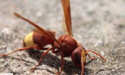 guide-pratique-pour-eliminer-un-nid-de-frelon-a-face-chauve