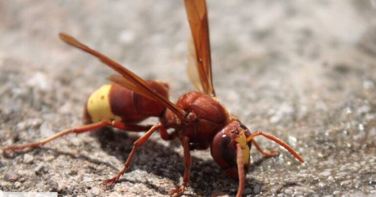 guide pratique pour eliminer un nid de frelon a face chauve