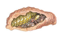 guide-pratique-pour-eliminer-un-nid-de-guepes-derriere-un-soffite