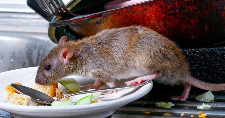 guide pratique pour eloigner les souris de la nourriture pour chiens
