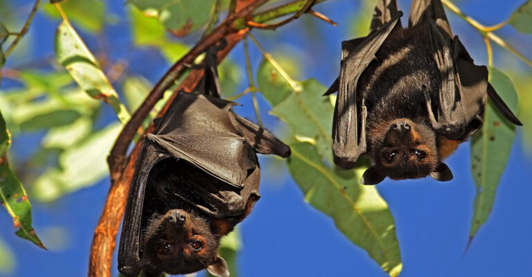 guide pratique pour lhibernation des chauves souris conseils et astuces
