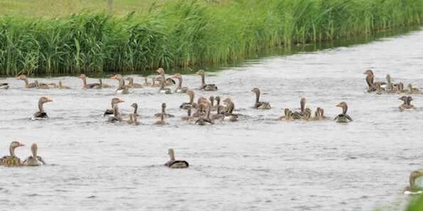 guide pratique pour reconnaitre les oeufs doiseaux conseils et astuces 1