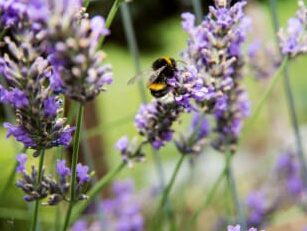 guide pratique pour une maison abeille durable et respectueuse de lenvironnement