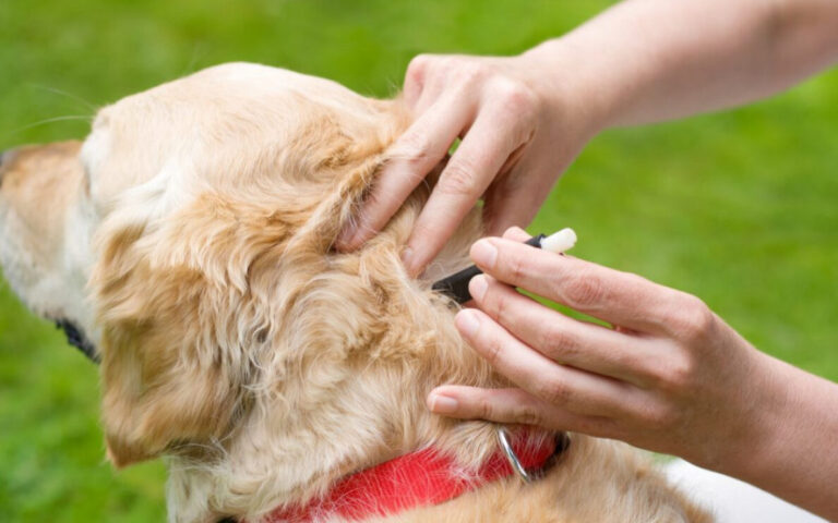 guide pratique pour verifier les tiques conseils et astuces
