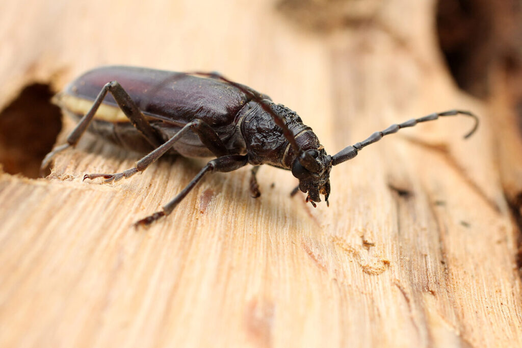 guide pratique utilisation efficace de lacide borique contre les termites