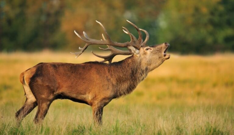 habitat des cerfs decouvrez ou vivent ces majestueux animaux