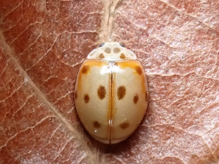 habitats des coccinelles decouvrez ou elles vivent