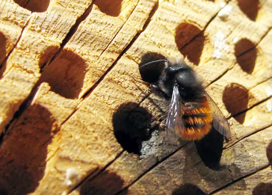 horaires dactivite des abeilles quand sont elles le plus actives