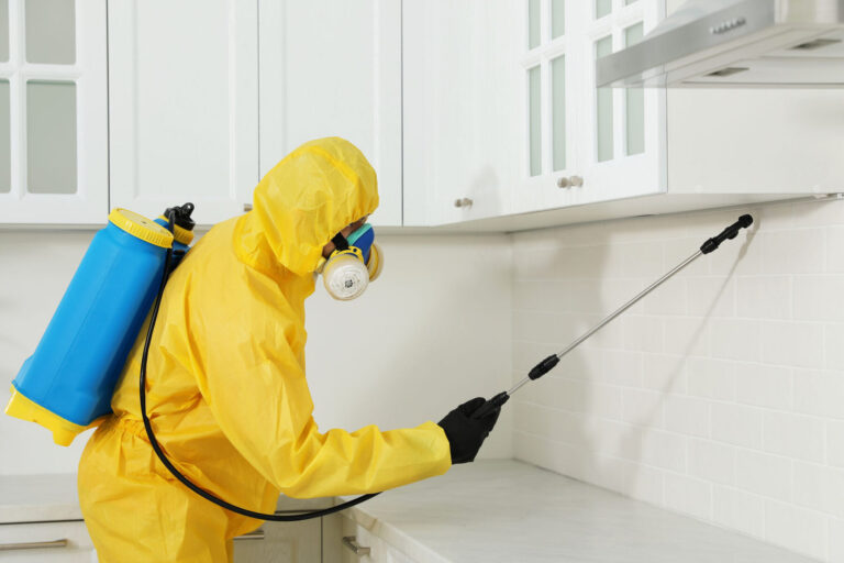 infestation interieure un guide pour se debarrasser des nuisibles dans vos murs