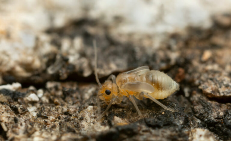 insecte de chambre comment sen debarrasser efficacement