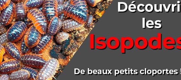 insecte deau decouvrez sa morphologie et son apparence