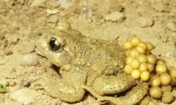 insecte-marron-clair-une-menace-minuscule-a-ne-pas-sous-estimer