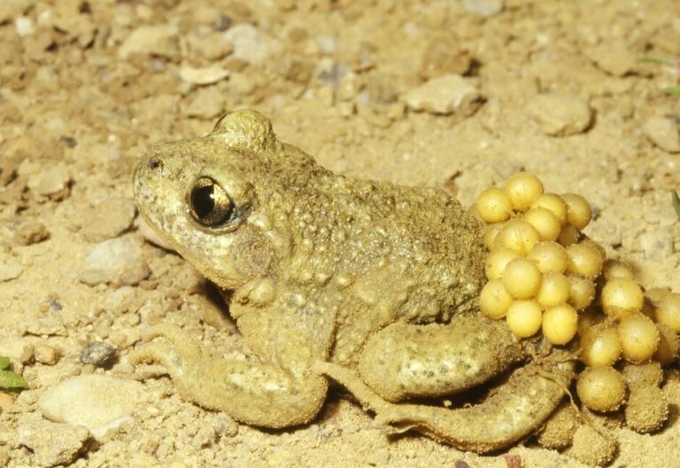 insecte marron clair une menace minuscule a ne pas sous estimer