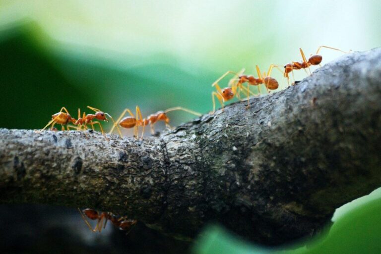 insecte predateur des piles a bois guide de lutte antiparasitaire