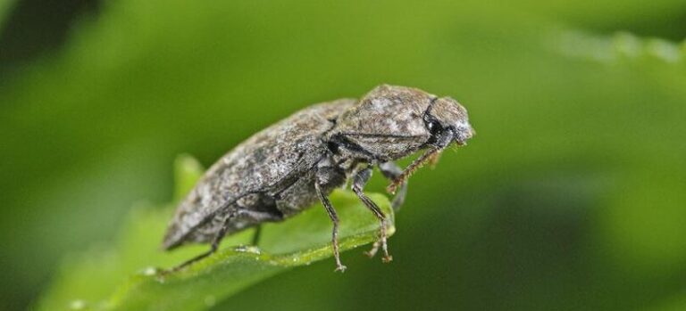insecte vivant le plus long decouvrez le record de longevite incroyable