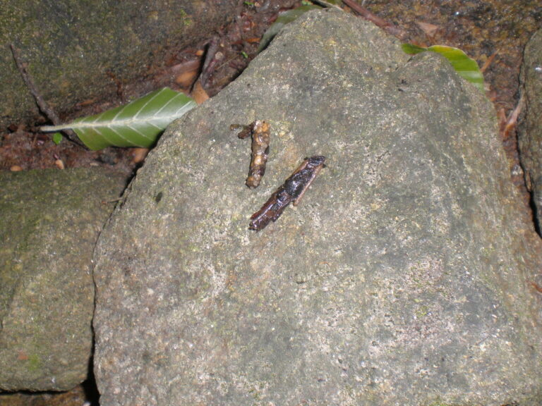 insectes aquatiques une fascinante promenade sur leau