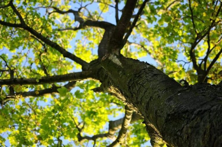 insectes arboricoles decouvrez les especes qui affectionnent les arbres