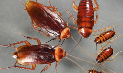 insectes-dans-la-maison-comprendre-leur-invasion-et-les-prevenir