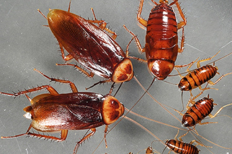 insectes dans la maison comprendre leur invasion et les prevenir
