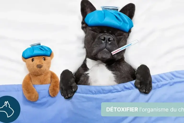 insectes dans les excrements canins comment les prevenir et les eliminer