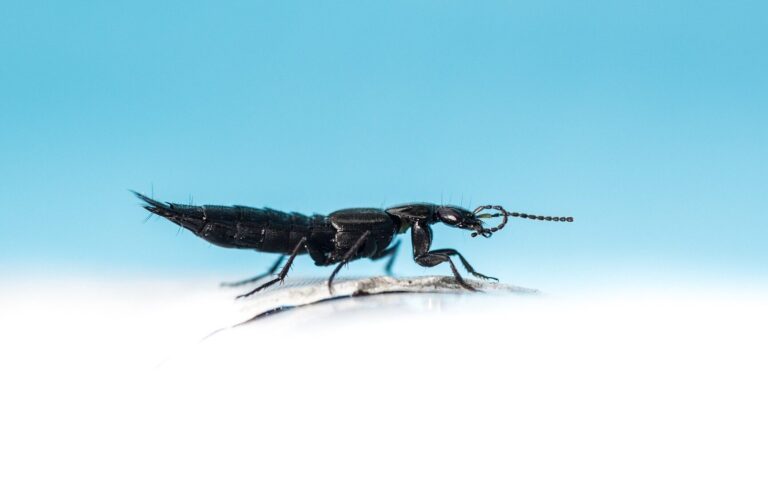 insectes de natation comment prevenir et eliminer les nuisibles dans votre piscine