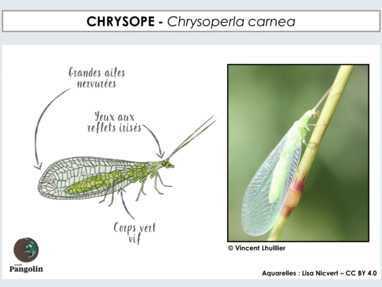 insectes de vol blanc tout savoir sur ces nuisibles