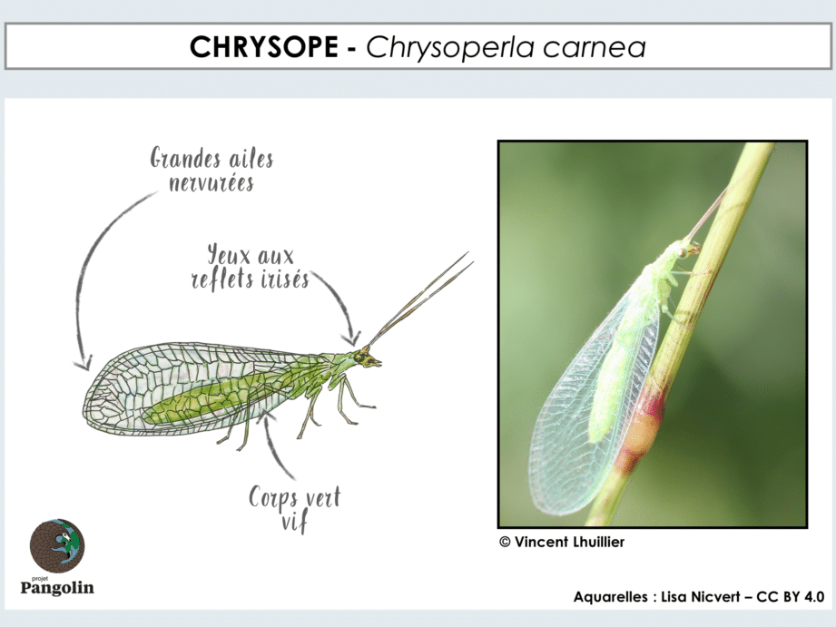 insectes de vol blanc tout savoir sur ces nuisibles