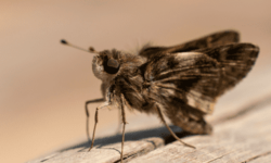 insectes-devoreurs-de-vetements-comment-sen-debarrasser-efficacement